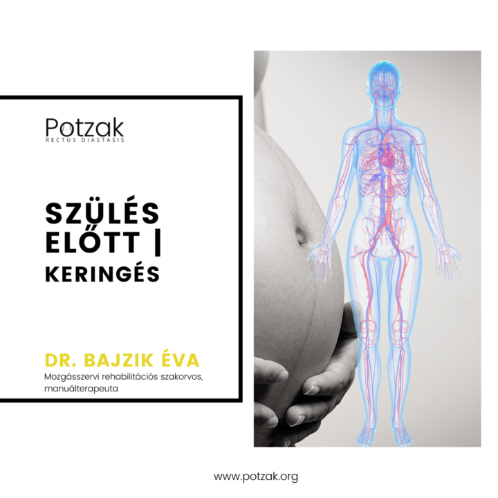 Potzak – Szétnyílt hasizom Szülés előtt Keringés(2)